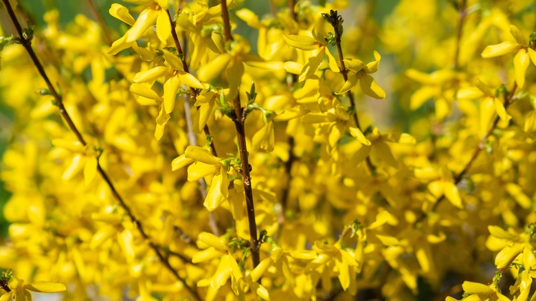 close up of yellow flowers on forsythia shrub