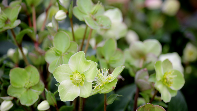 green hellebore in bloom