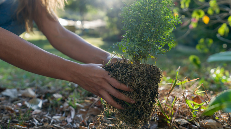 woman planting a shrub in fall