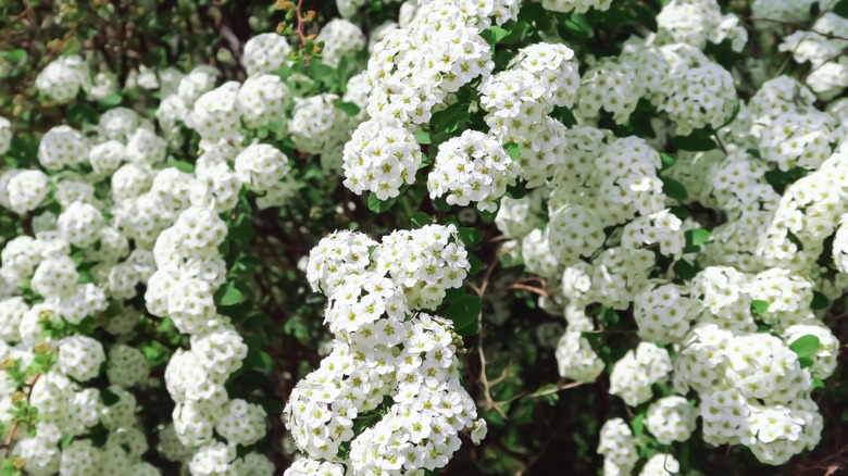 white spirea blooms