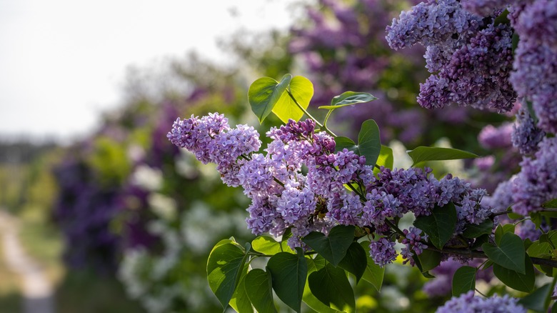 lilacs in bloom
