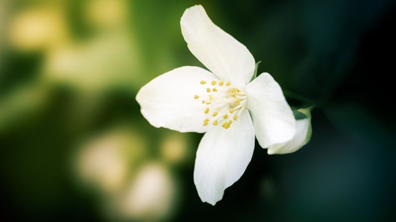 close up of a white mock orange flower