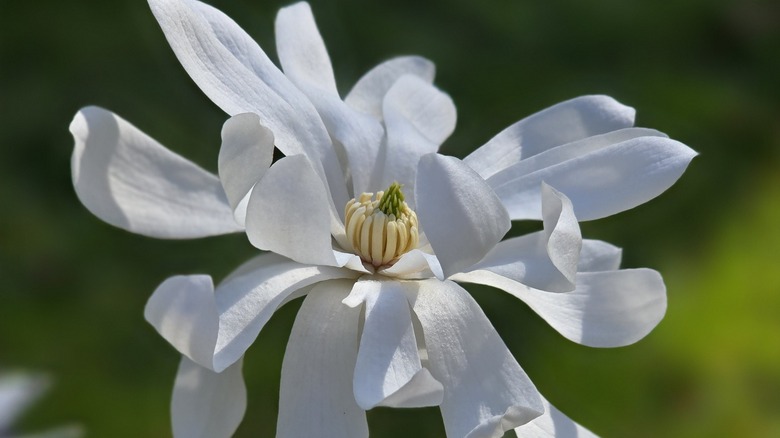 close up of the giant star magnolia flower