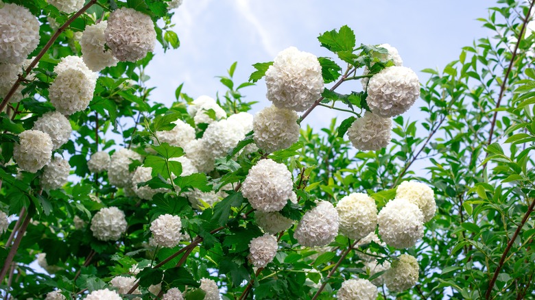 white balls of floral blooms on the viburnum