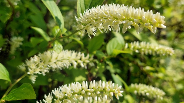 long flower clusters of Virginia sweetspire