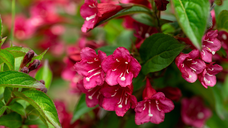 cherry-colored weigela blooms