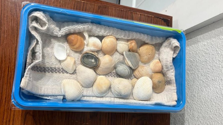 Seashells tucked in Swiffer container with white wash cloth bottom