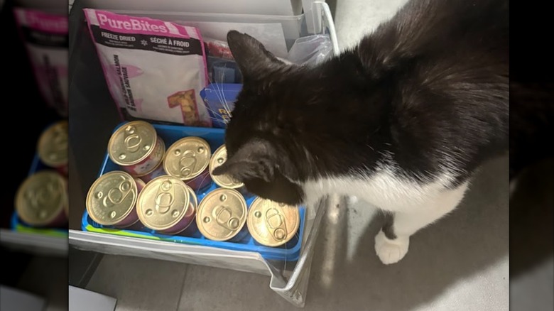 Cat looking at wet food jars and treats with plastic organizer in drawer