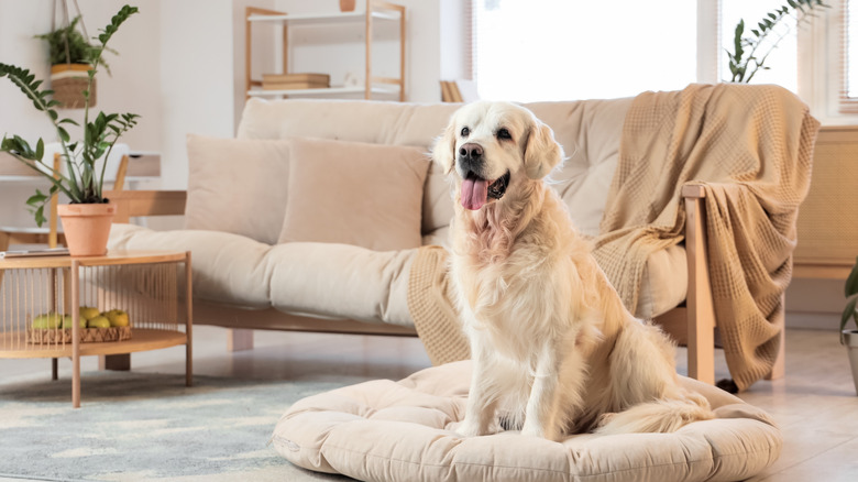 Golden retriever on a pet bed in living room
