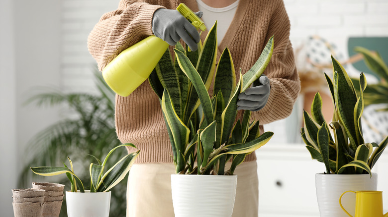 Person wearing gloves spraying her house plants