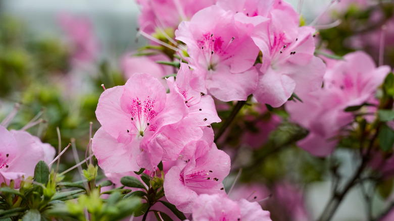 pink azaleas
