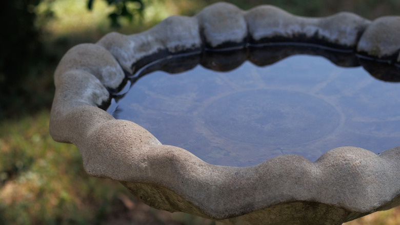 a bird bath that needs cleaned of algae