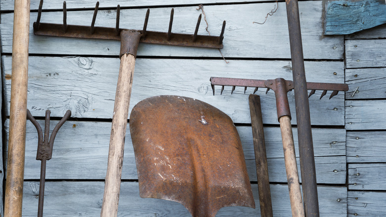 Rusty garden tools lean against weathered wood.