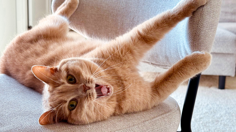 An orange cat plays on a chair, potentially scratching it.