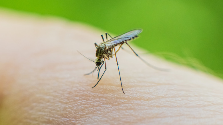 A mosquito is perched on skin.