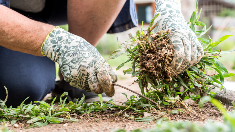 Gloved hands pull weeds in a garden.