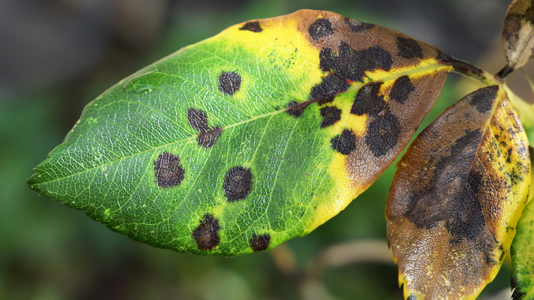 black spot disease on a rose leaf