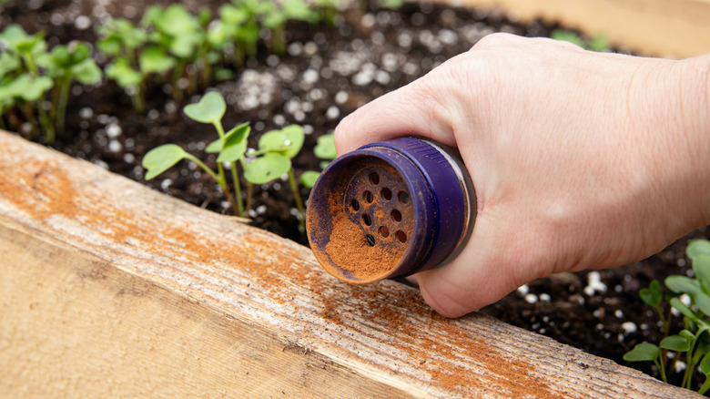 Sprinkling ground cinnamon into soil of potted plant