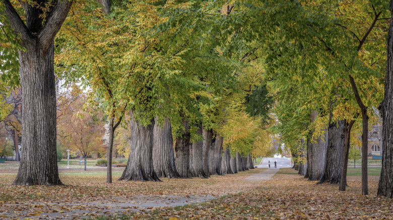 Old american elm trees