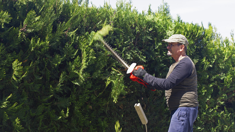 Gardener trimming up arborvitae