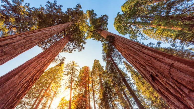 Giant sequoia grove