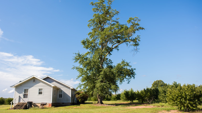 Super tall tree planted next to a house