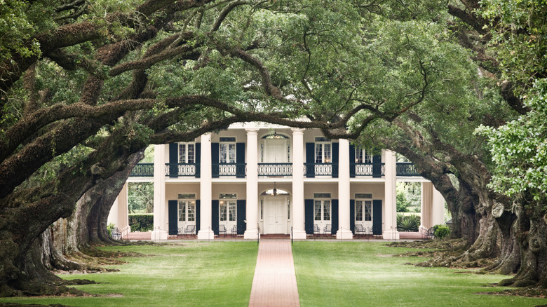 Line of oak trees in front of a house