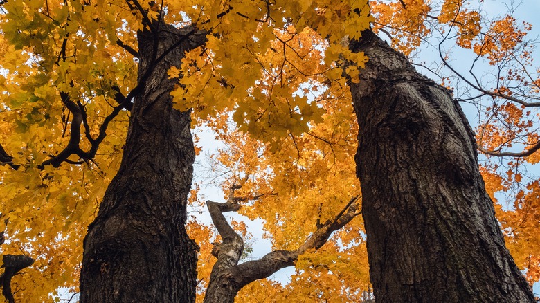 Enormous silver maples
