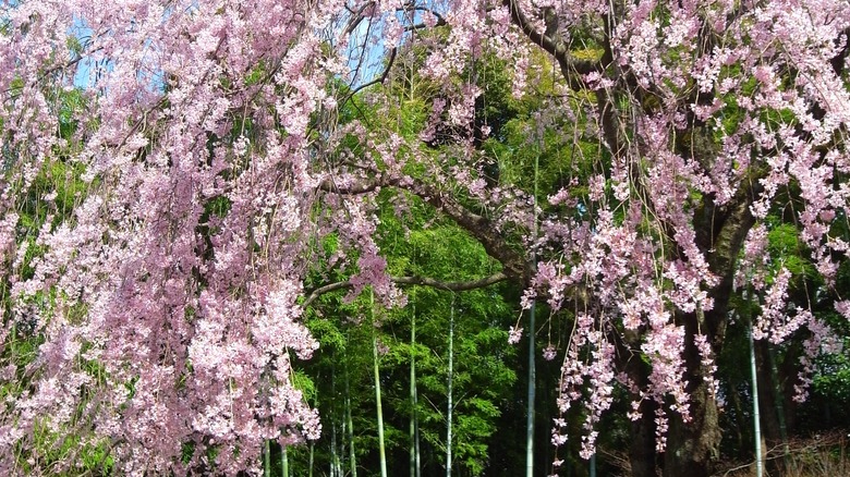 Weeping cherry tree