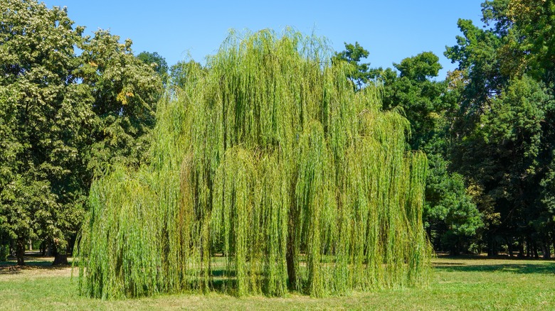 Fully grown weeping willow tree with drooping branches