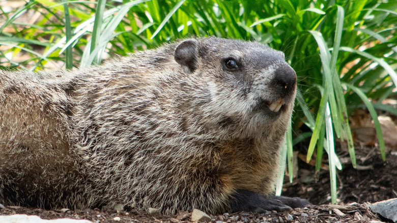 Woodchuck resting in a garden