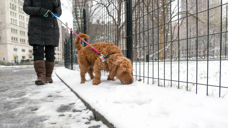 Dog and owner going for a walk on icy street and snowy sidewalk
