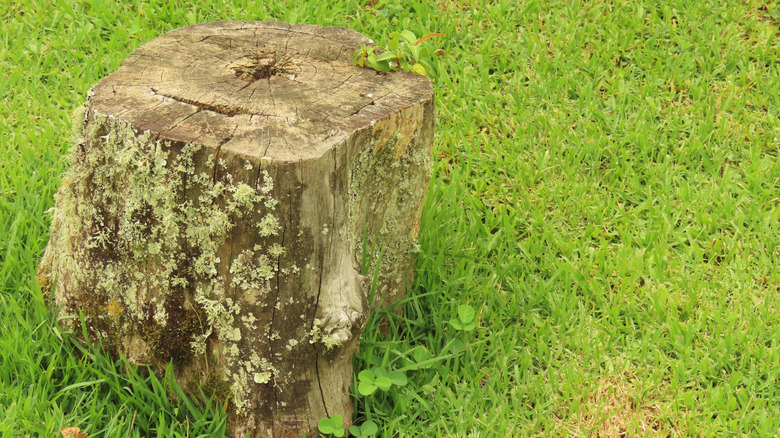 Tree stump in a green lawn
