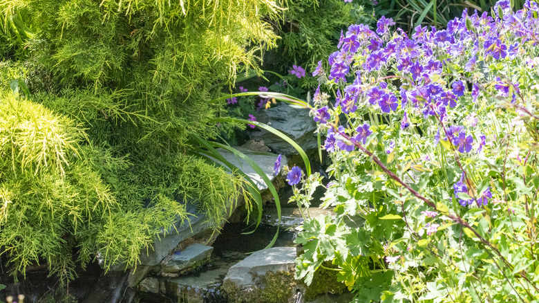 flowers grow around a small garden stream