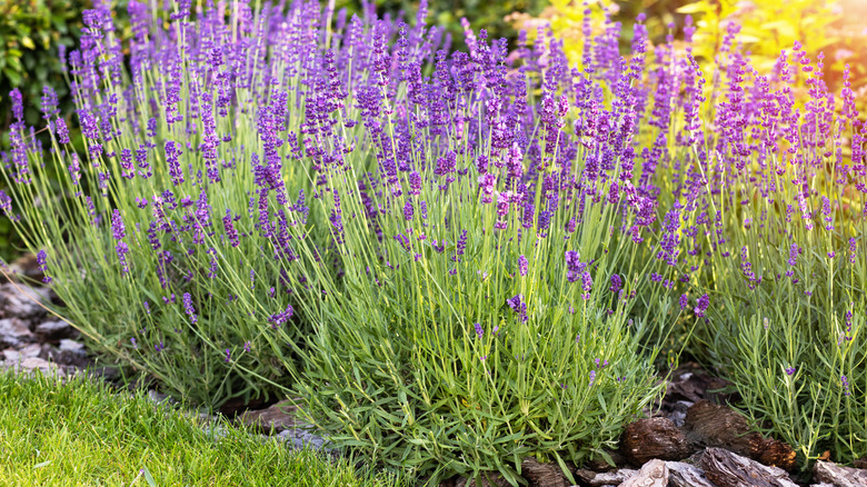 lavender plants in bloom