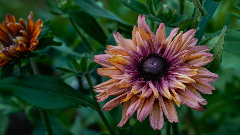 close-up of a 'Sahara' rudbeckia flower