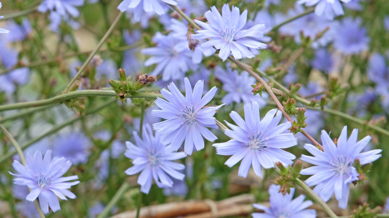 pale violet chicory flowers