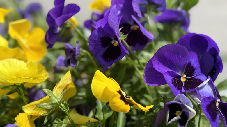 purple and yellow pansies in bloom