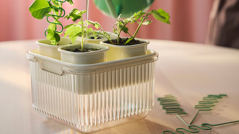 Four green plants are sprouting out of a DOFTRIPS Plant starter set from IKEA