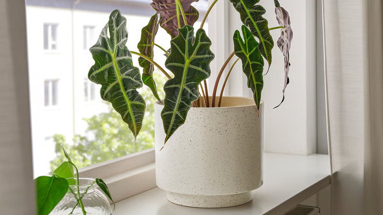 A lush plant in a cream planter sits on a windowsill