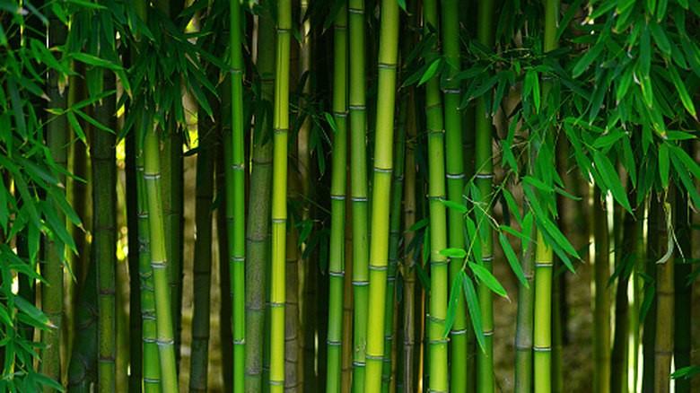Bright green bamboo growing in a dense clump.