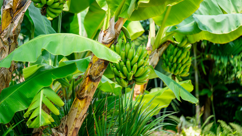 Banana trees with hanging bunches of bananas.