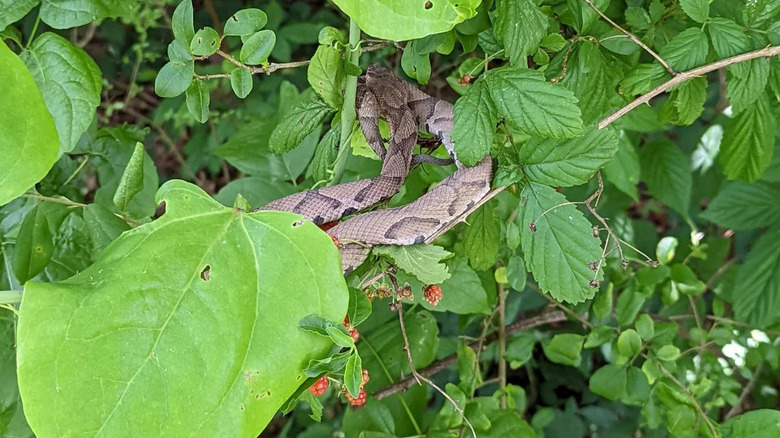 Eastern copperhead hanging inside a blackberry bush.