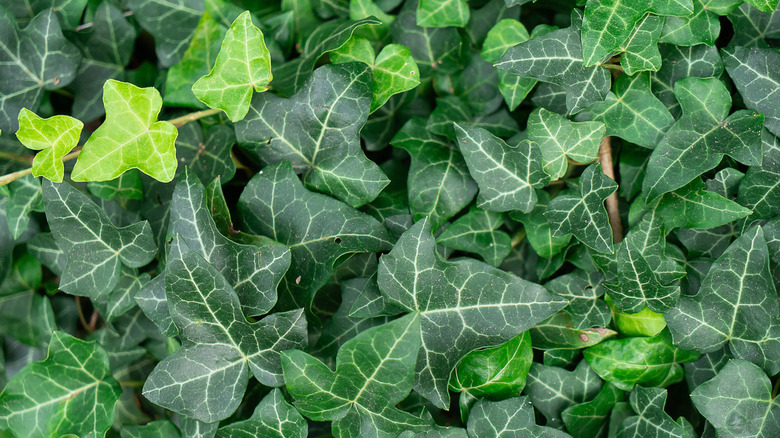 A close-up of dense English ivy leaves with different shades of green.