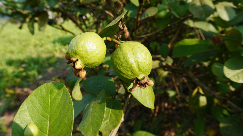 A pair of small green guavas hang from the branches of a guava tree.