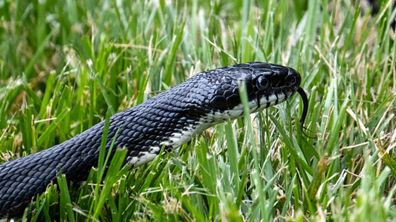 13 Snake-Attracting Plants You Might Want To Avoid