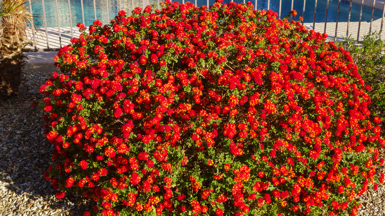 A large, red-flowering lantana bush grows next to a pool in gravel.