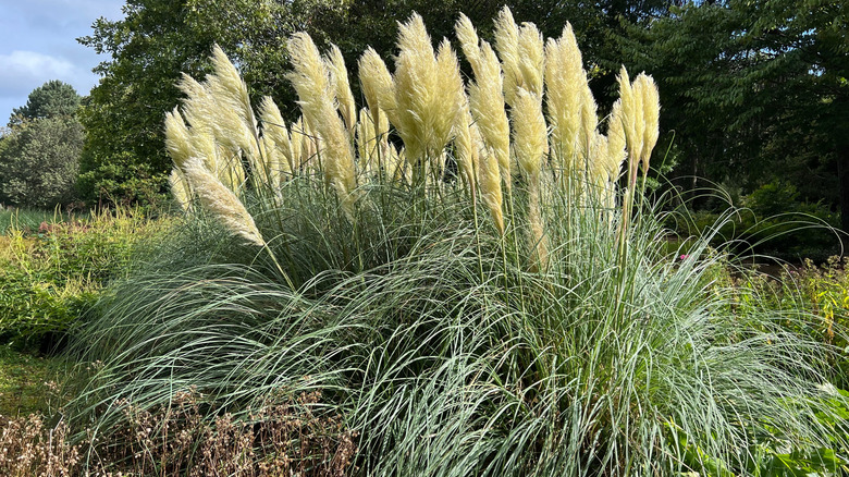 A large clump of pampas grass in bloom with towering, cream-colored, feathery stalks emerging from a dense leafy base.