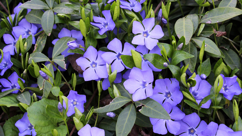 Purple flowers dot a dense mat of green periwinkle.