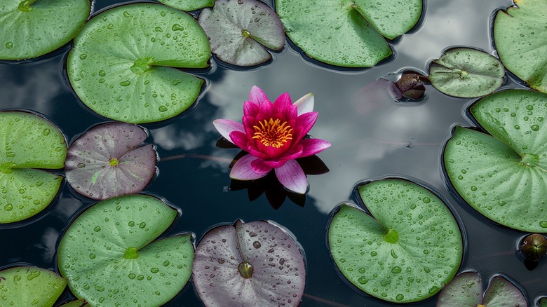 Top-down view of water lilies in a pond with a pink flower.